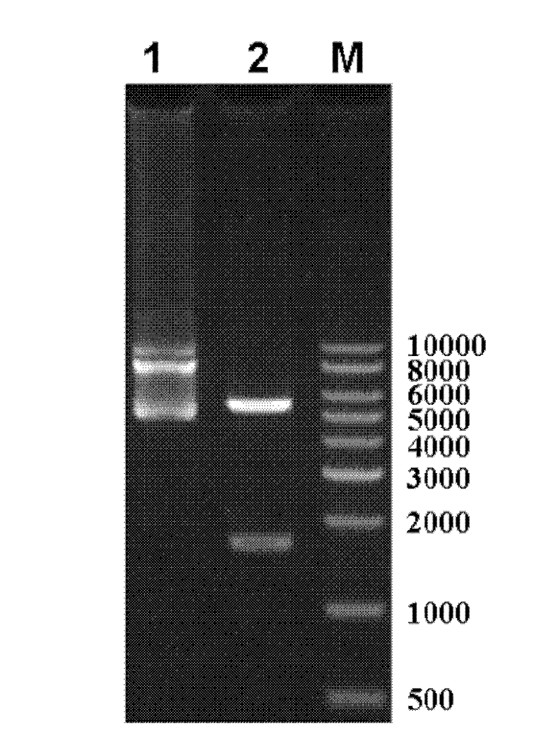Bispecific antibody capable of resisting B cell lymphoma and application thereof