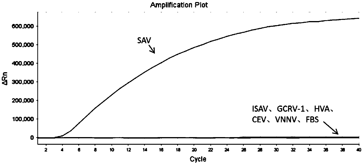 RAA constant temperature fluorescence detection method and reagent for salmonid alphavirus (SAV)