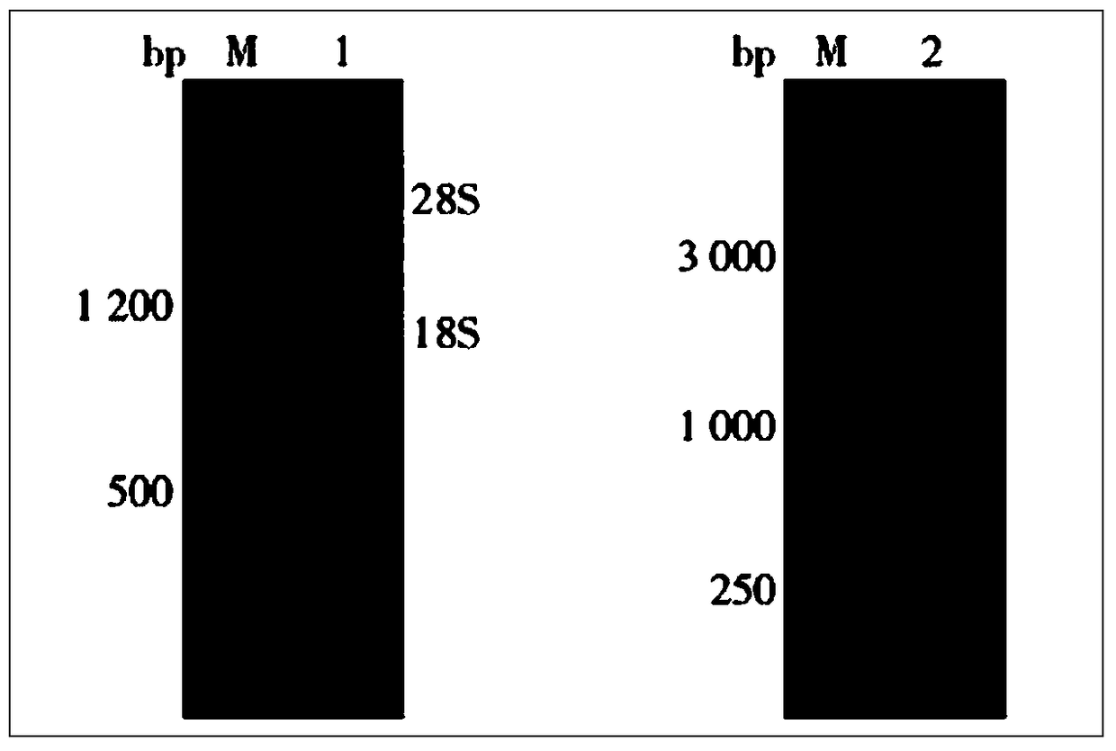 Antigen of Babesia vole bm1524 and its application