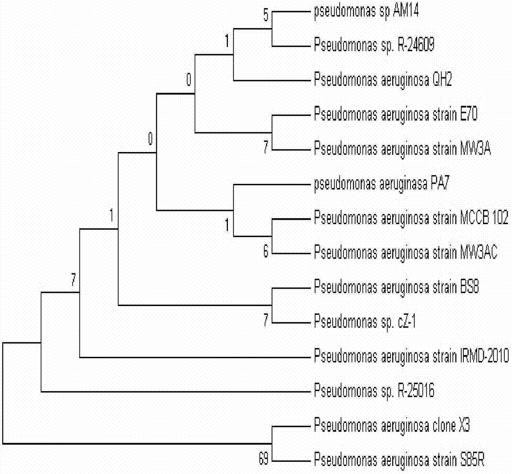 A kind of Pseudomonas aeruginosa and application thereof