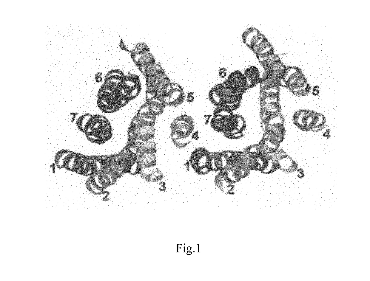 Low molecular weight polyethylene glycol drug conjugates having improved drug biological activity