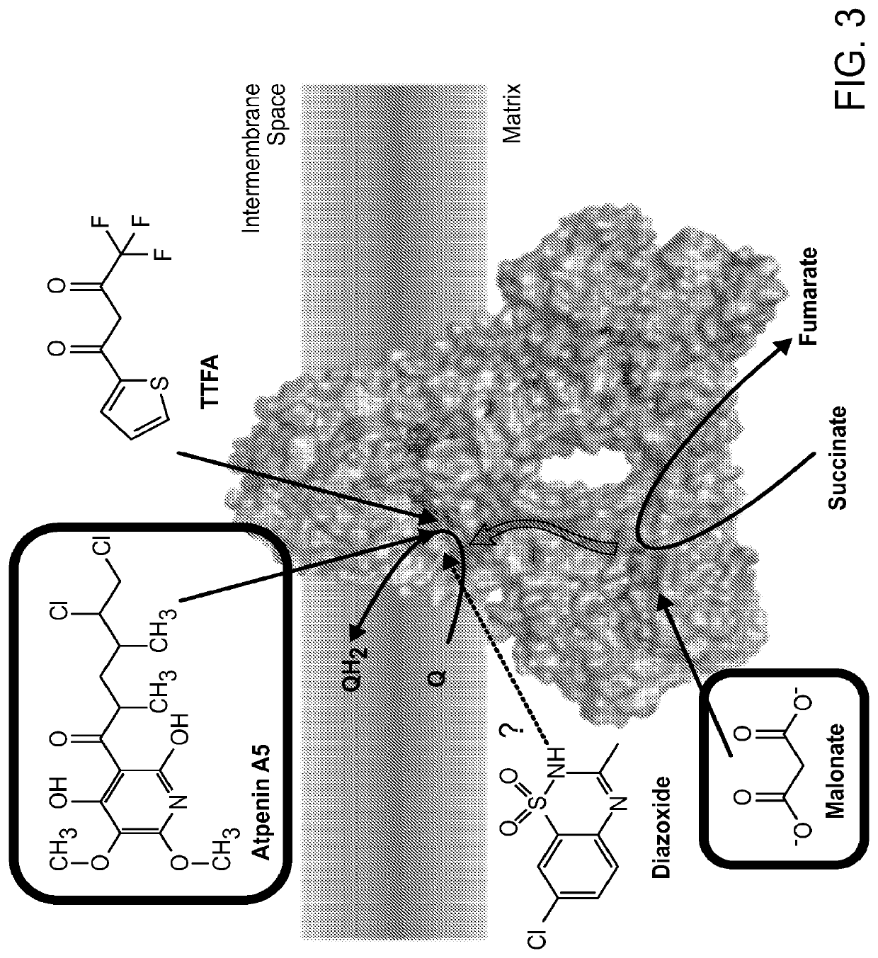 Methods of treatment of temozolomide-resistant glioma using coenzyme q10