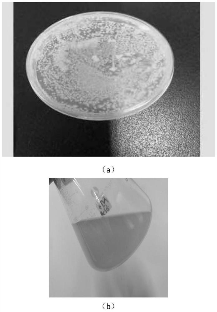 A kind of Bacillus albicans and its application