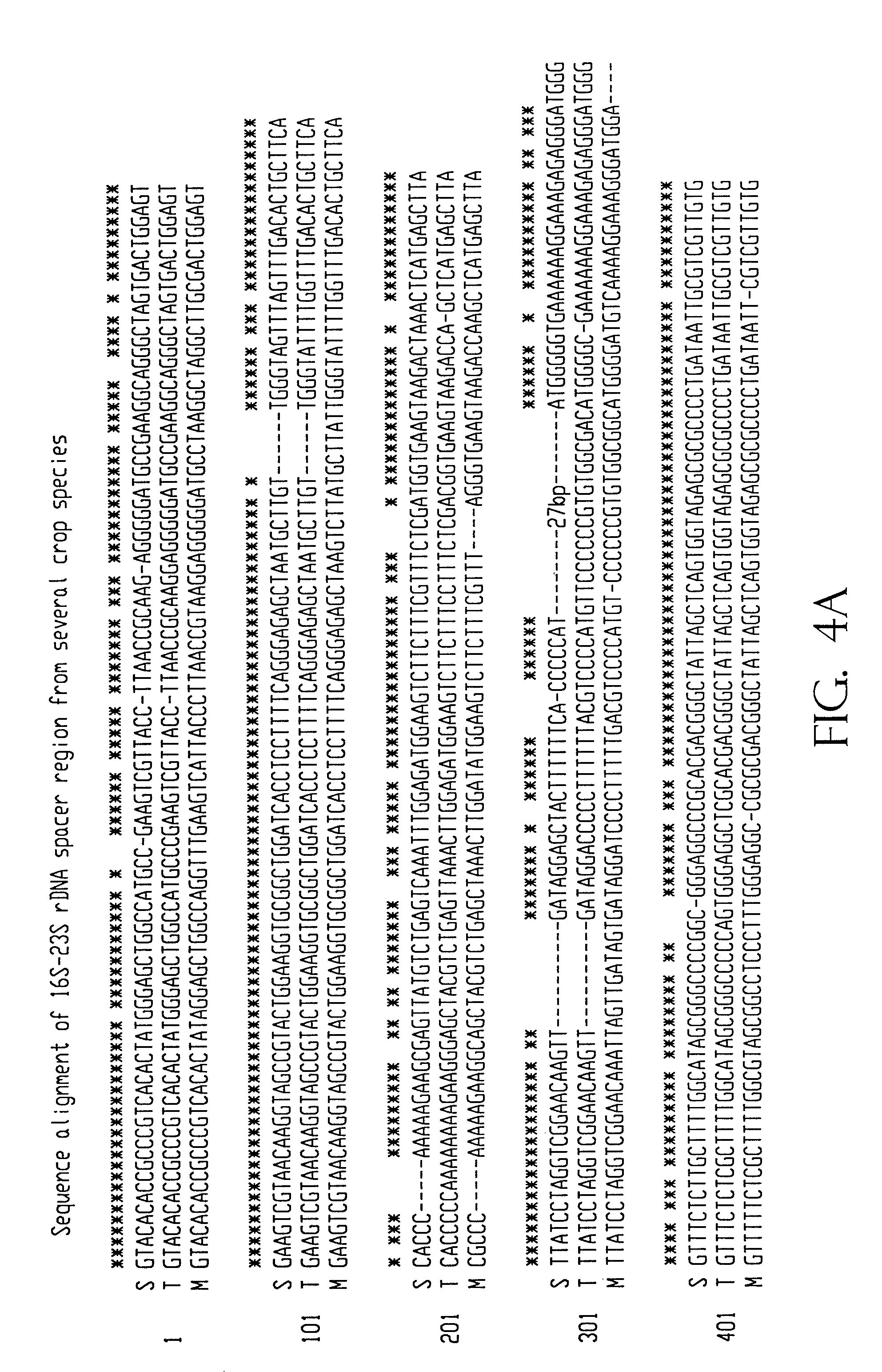 Universal chloroplast integration and expression vectors, transformed plants and products thereof