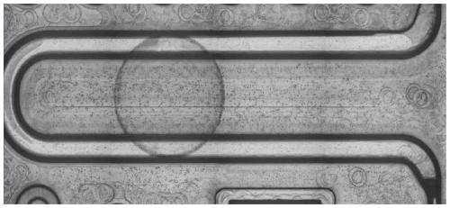 Microfluidic fluorescence immunoassay chip for rapidly and quantitatively detecting sST2 in whole blood