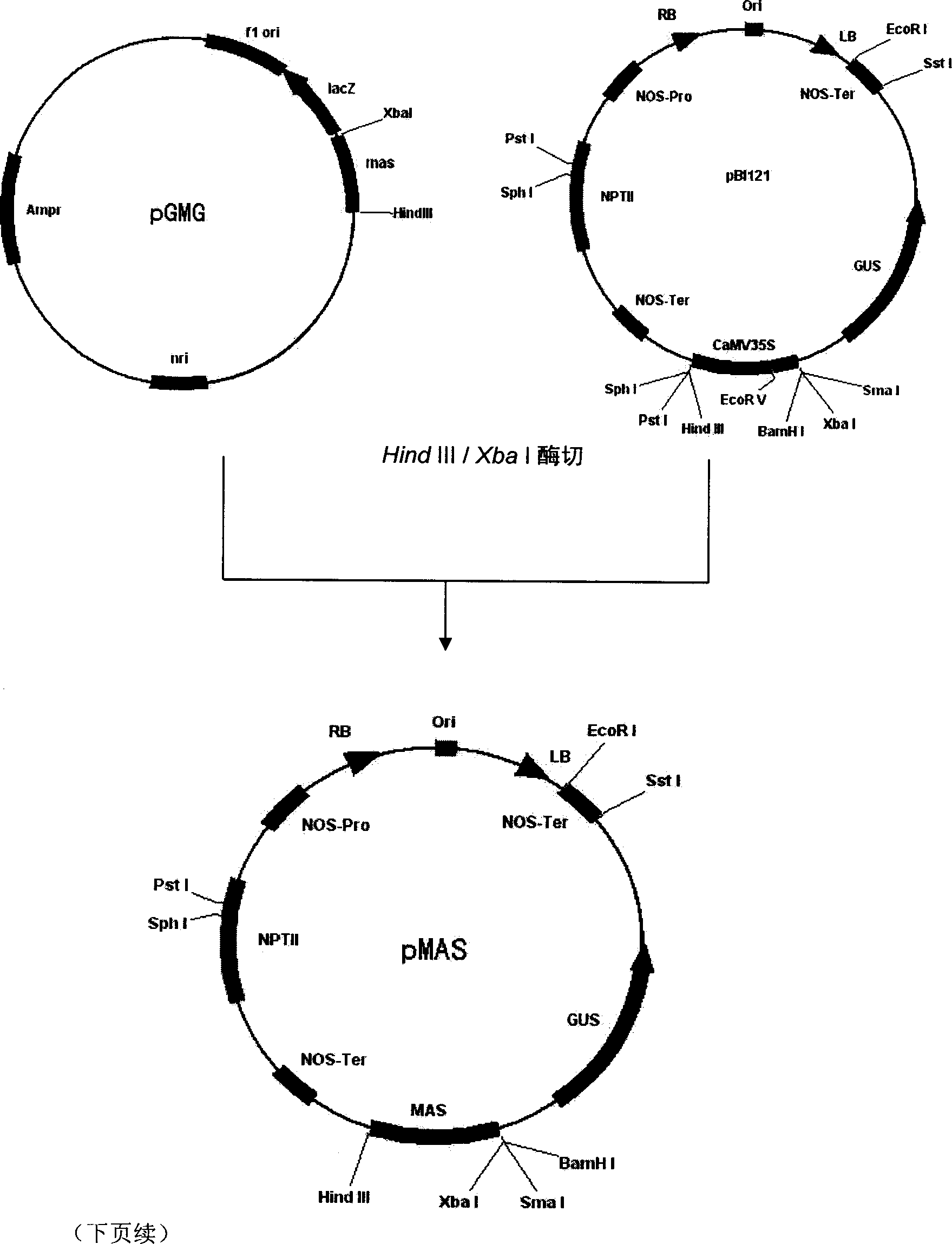 Superstrong fusion promoter, fusion method and use thereof