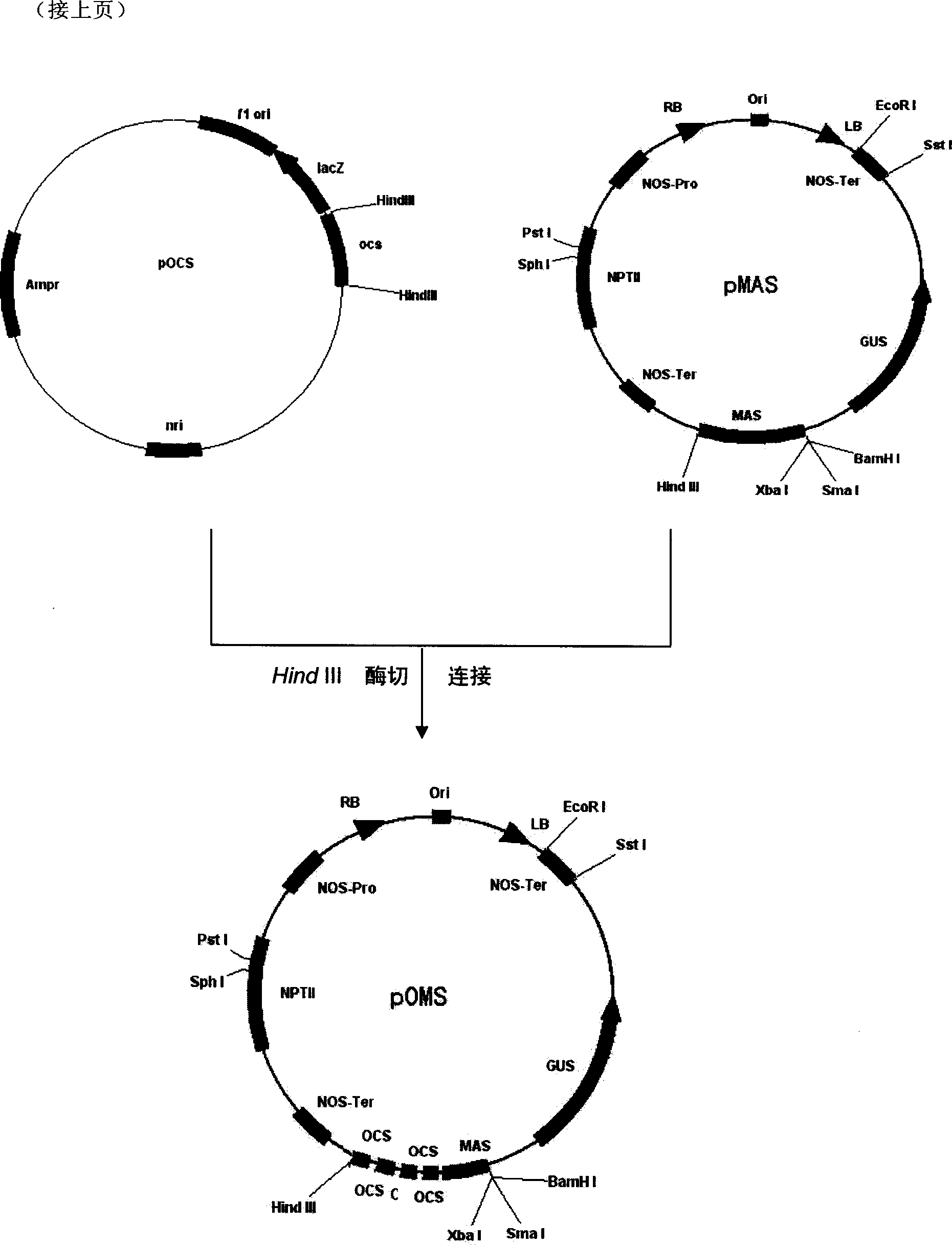 Superstrong fusion promoter, fusion method and use thereof