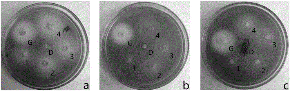 Application of stilbenoids in quorum sensing system for inhibiting chromobacterium violaceum