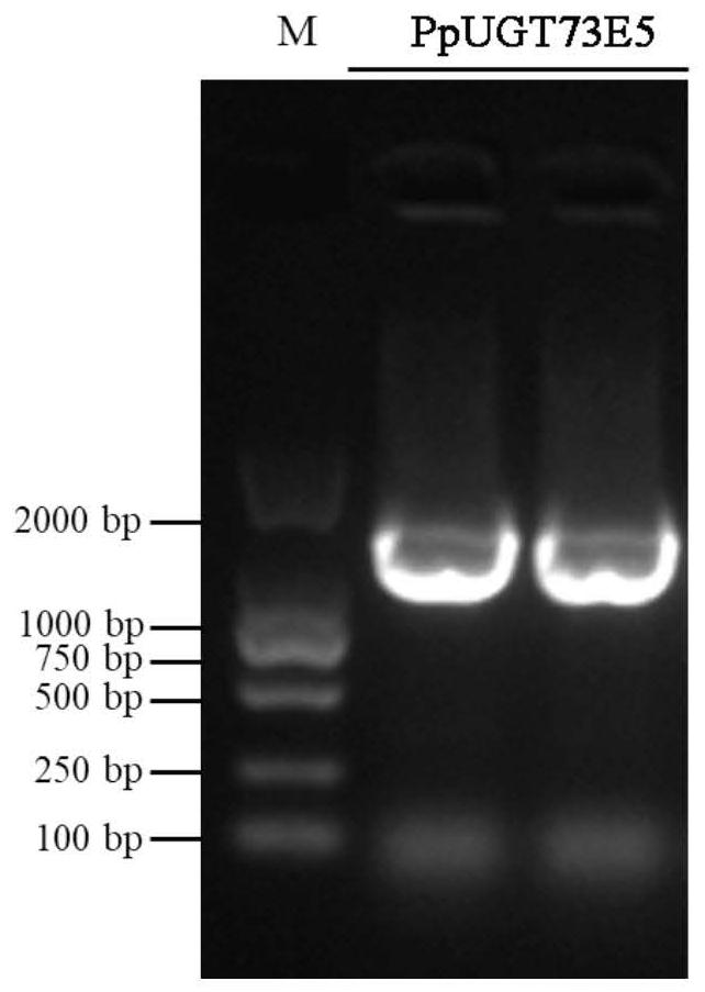 Glycosyl transferase PpUGT73E5 and application thereof in synthesis of polyphyllin