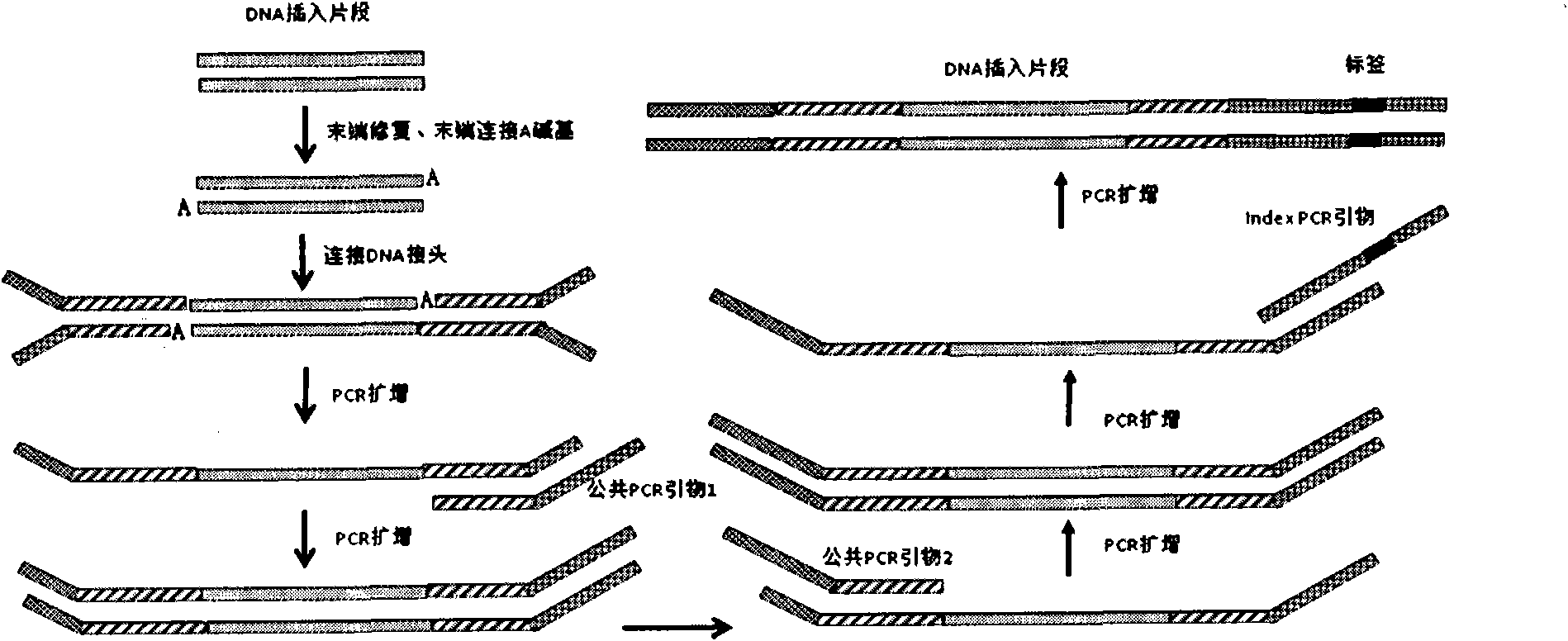 Joint connection-based deoxyribonucleic acid (DNA) polymerase chain reaction (PCR)-free tag library construction method