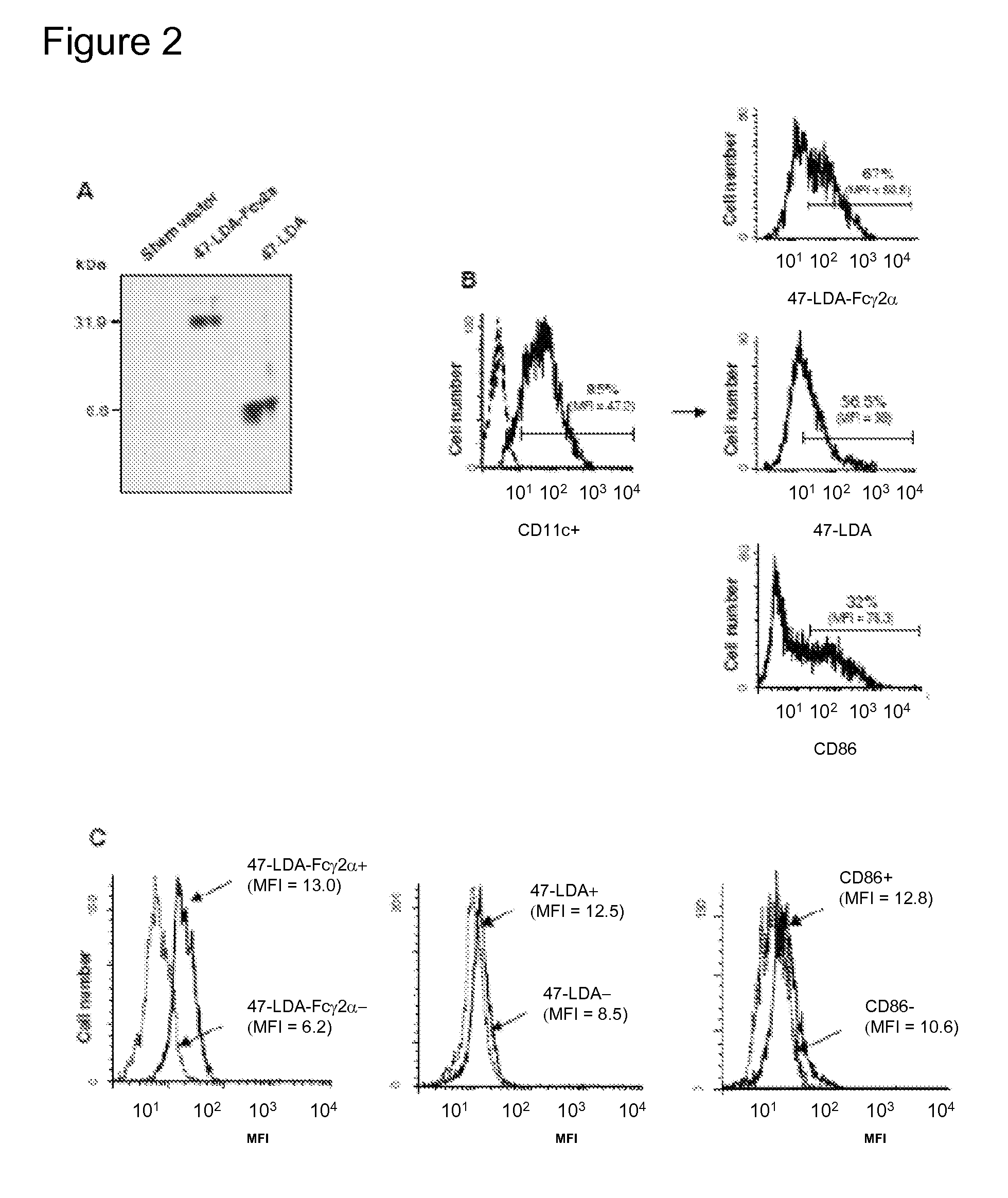 Methods and compositions containing Fc fusion proteins for enhancing immune responses