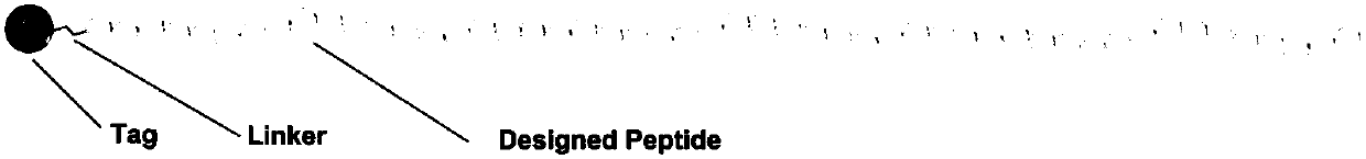 Peptide library constructing method and related vectors