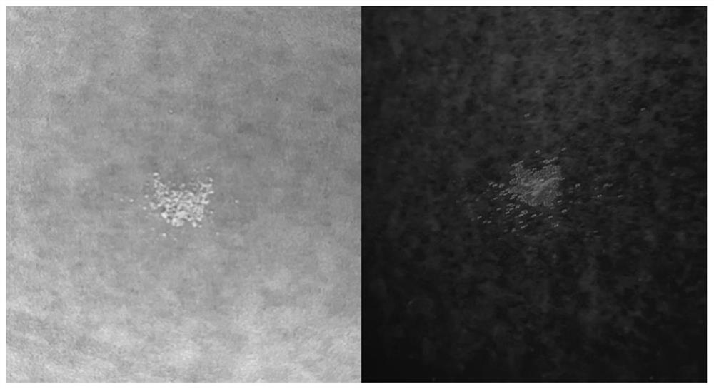 Copolymerized polystyrene fluorescent microsphere and preparation method thereof