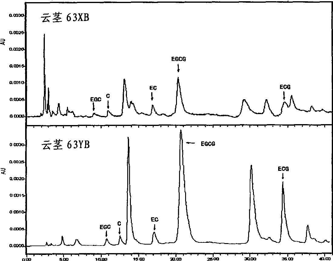 Cell line selection method for tea plant containing different catechin content and components