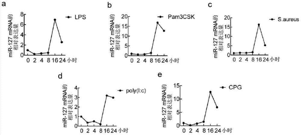 Application of mir‑127 inhibitors in anti-inflammatory and lung injury protection drugs