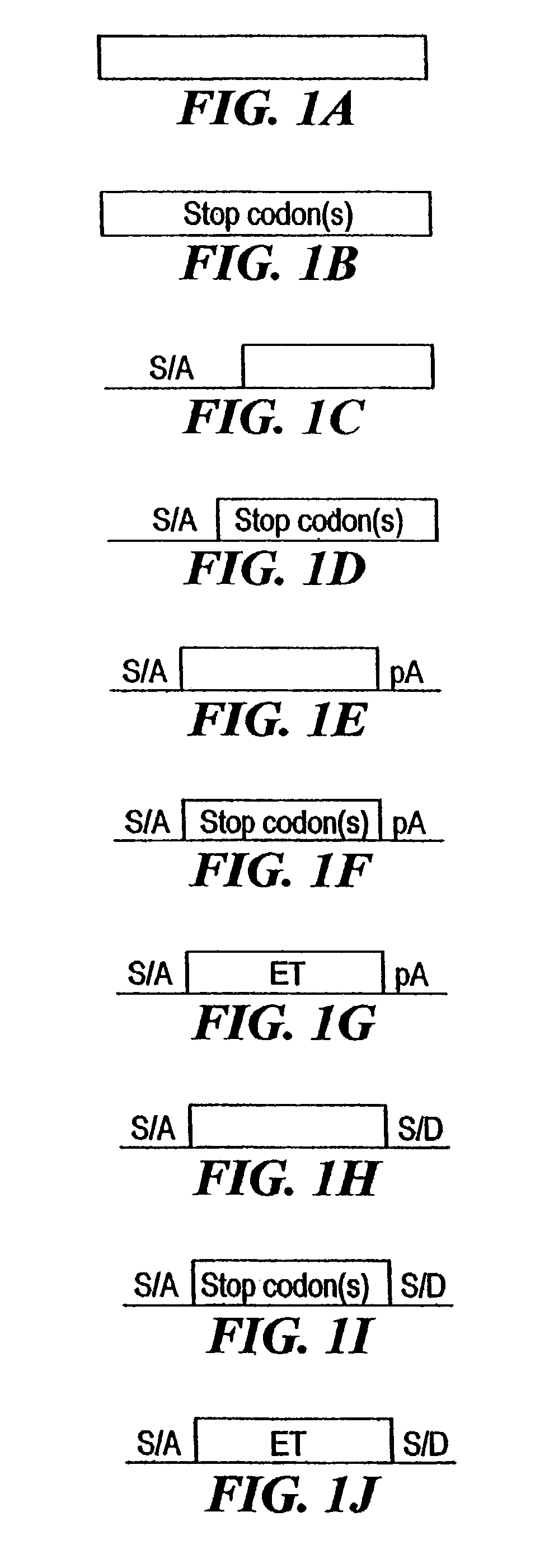 Compositions and methods for making mutations in cell lines and animals