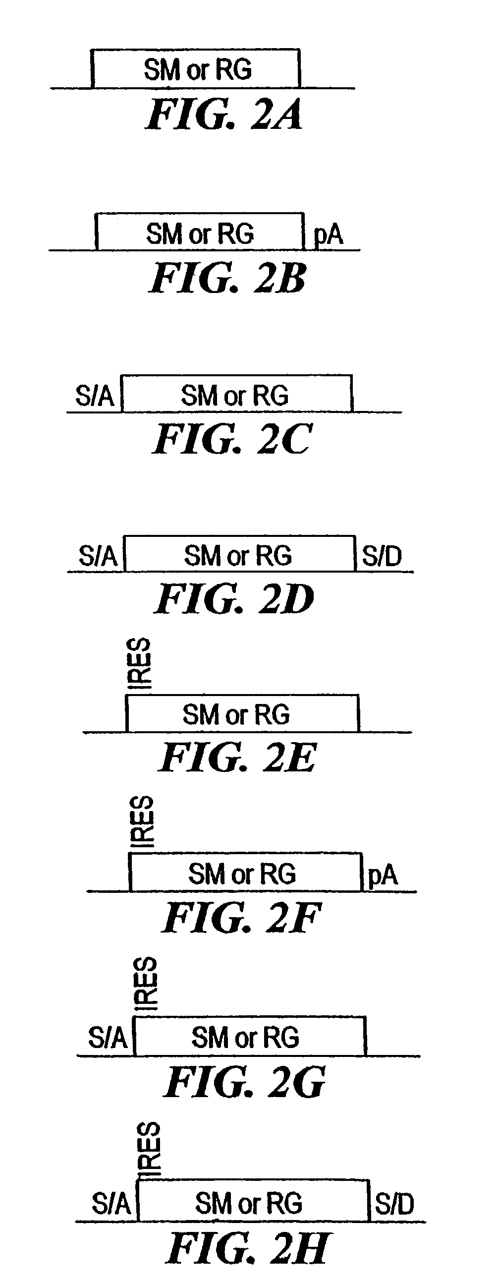 Compositions and methods for making mutations in cell lines and animals