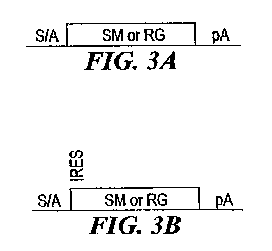 Compositions and methods for making mutations in cell lines and animals
