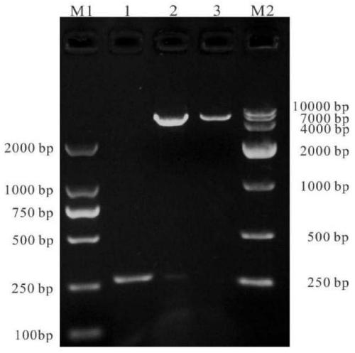 A kind of polypeptide for preparing fish immune adjuvant and its application