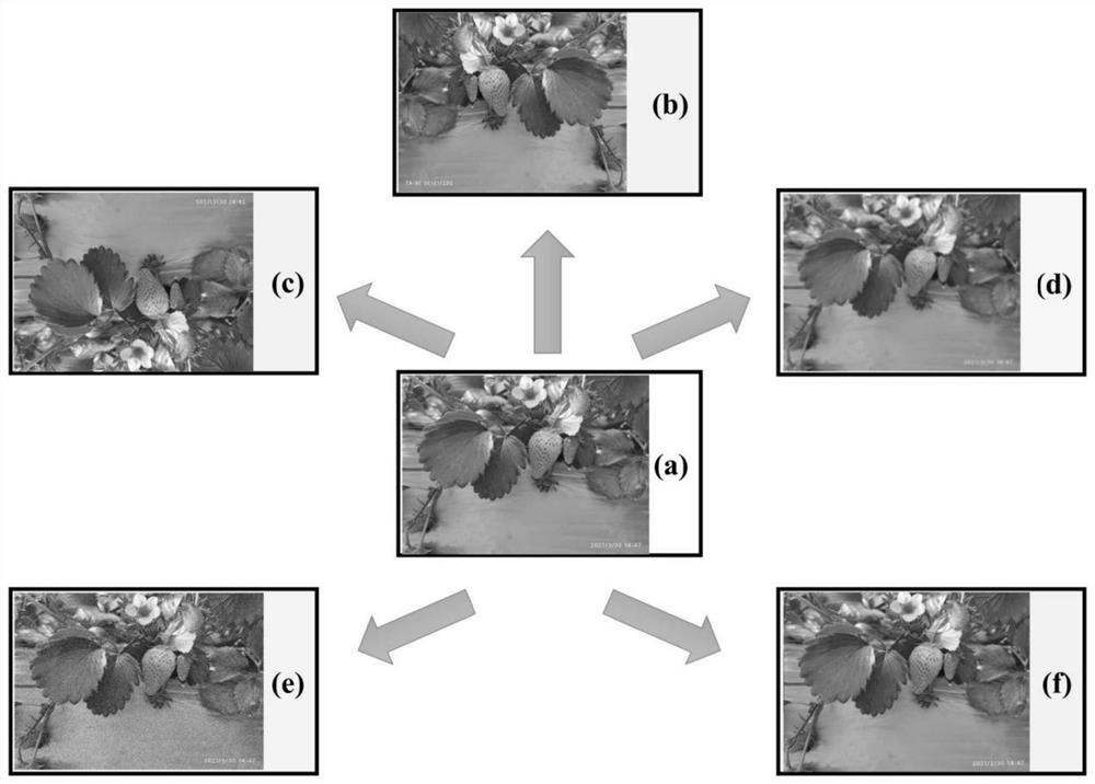 Establishment method and application of strawberry identification and counting model