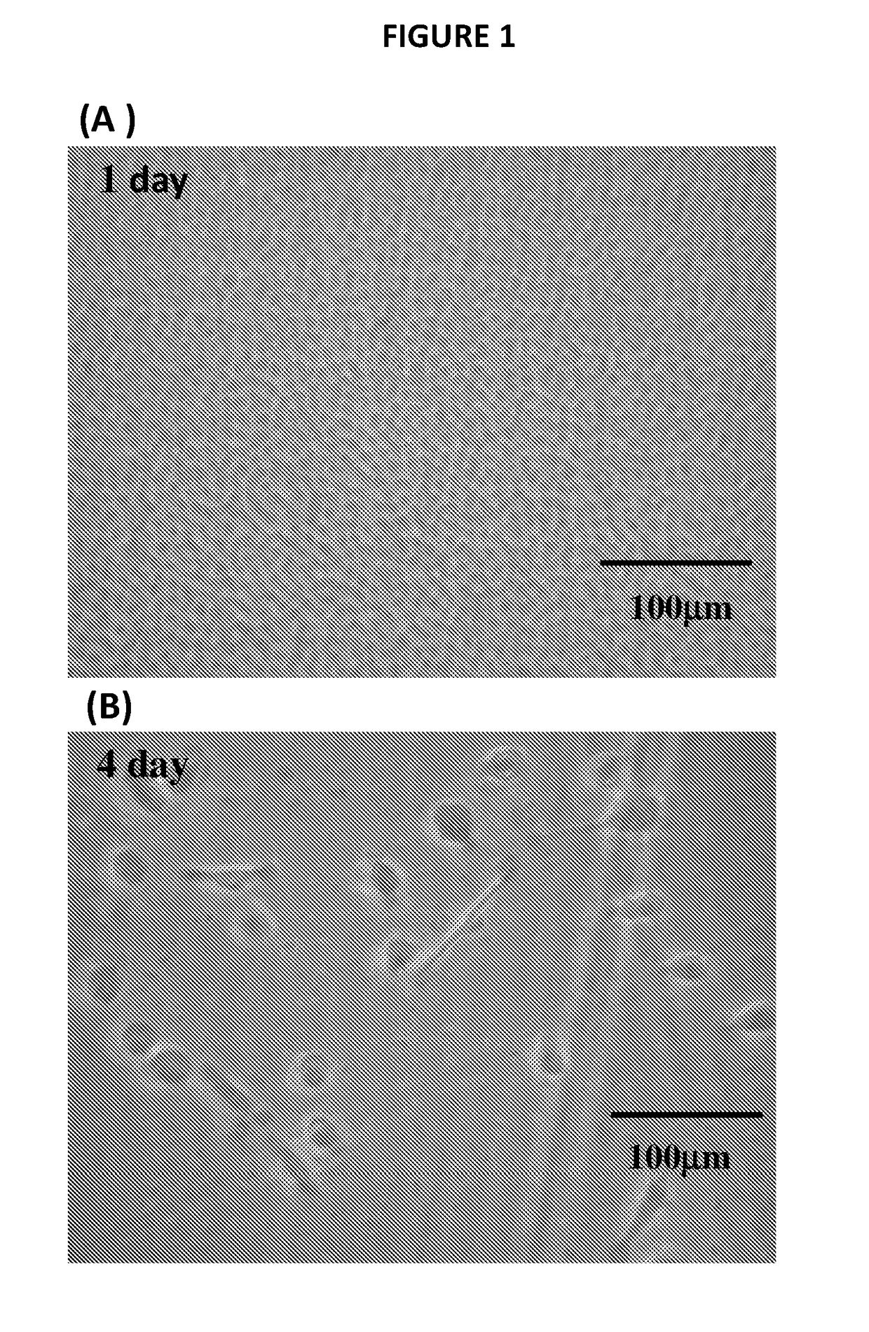 Method of generating multilineage potential cells from lymphocytes