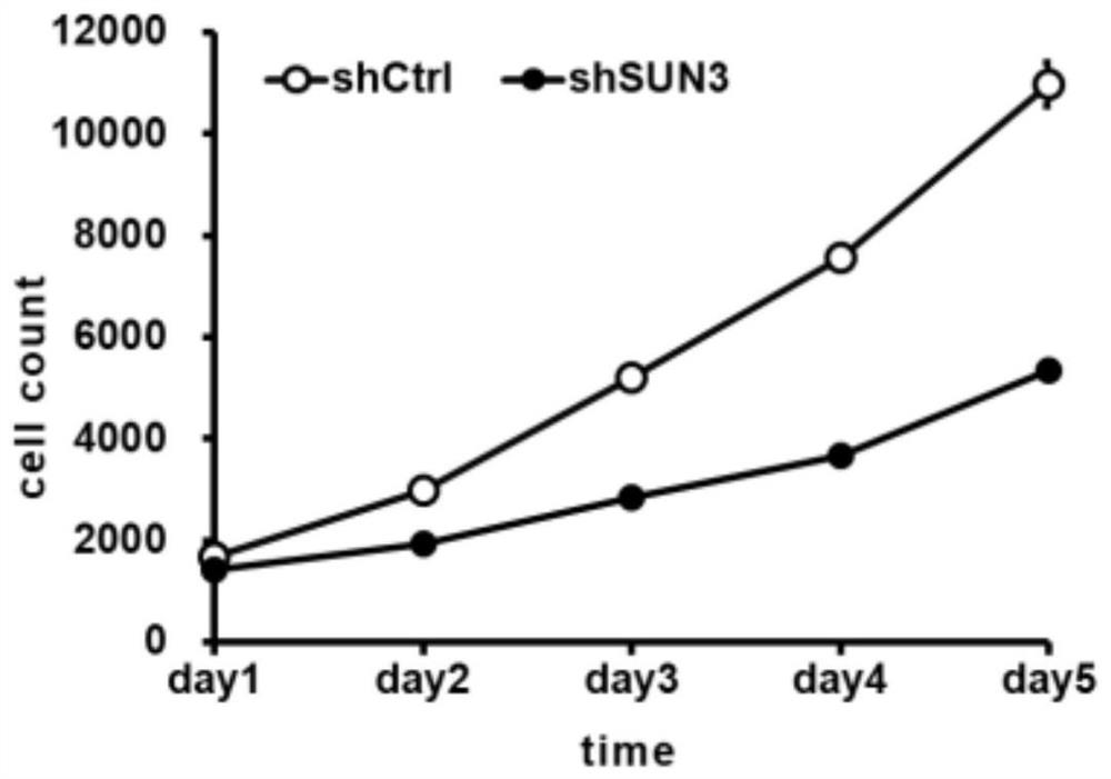 Application of human SUN3 gene and related products