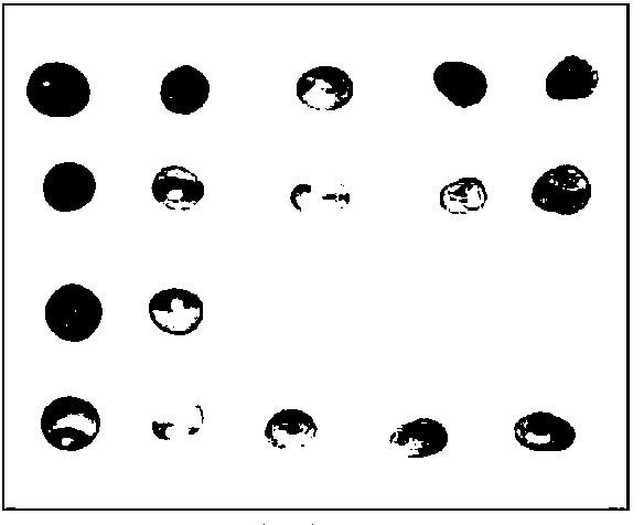 Antibody chip for detecting compositae plant virus diseases, and kit and method of antibody chip