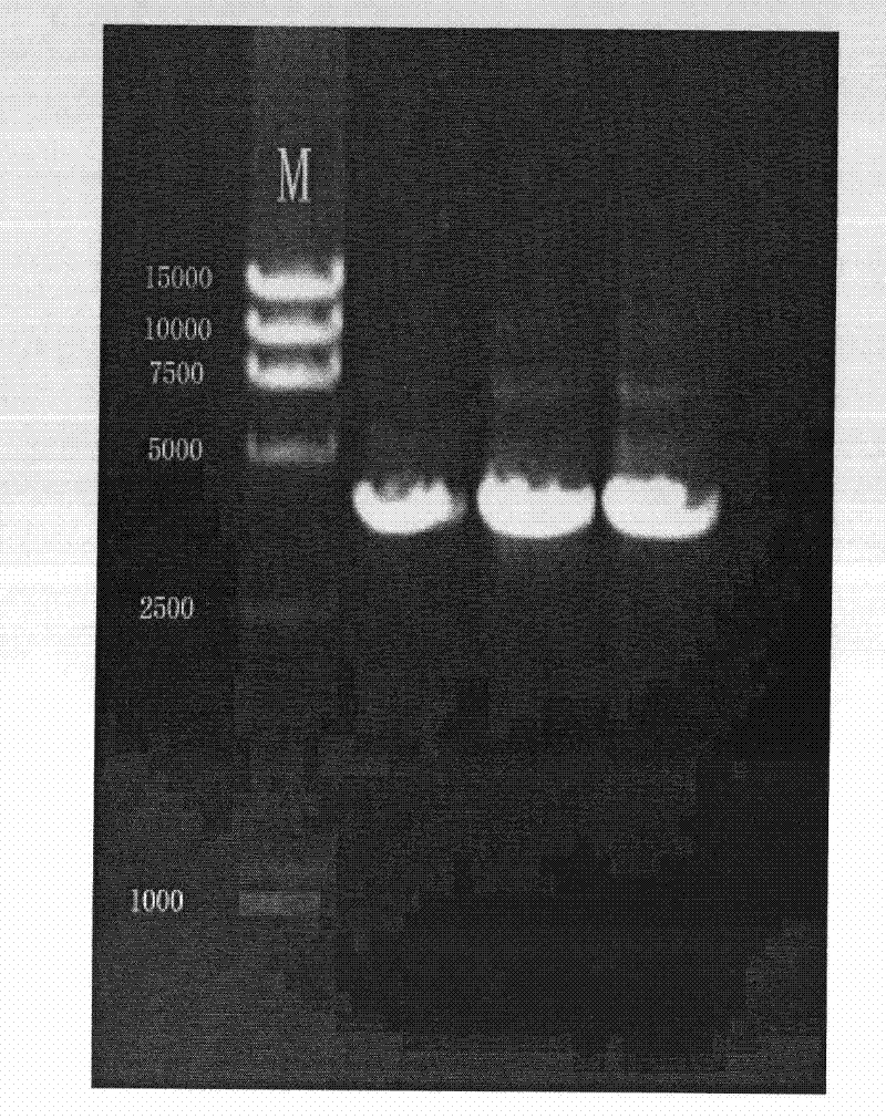 Soybean photoreceptor GmPLP1 and coding gene and application thereof