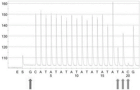 Kit for detecting polymorphism of UGT1A1 gene