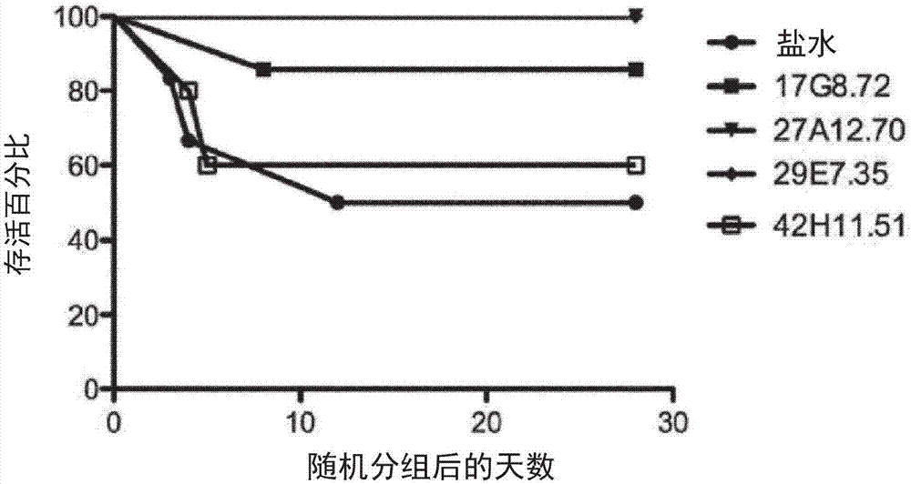 Immunoglobulin-like molecules directed against fibronectin-eda