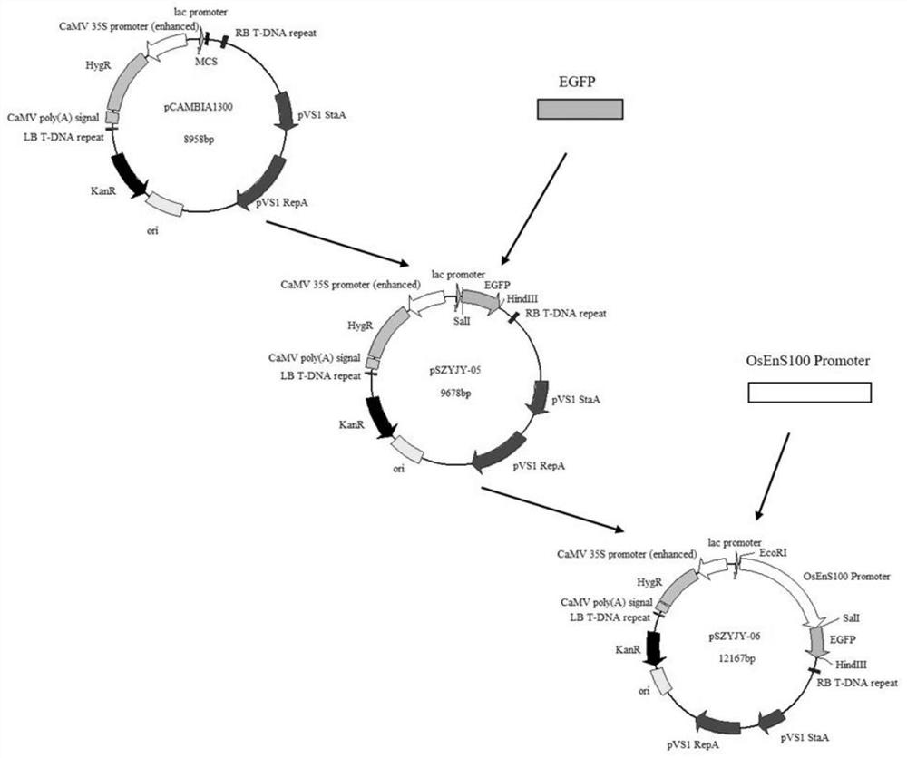Identification and application of a plant endosperm-specific expression promoter posens100