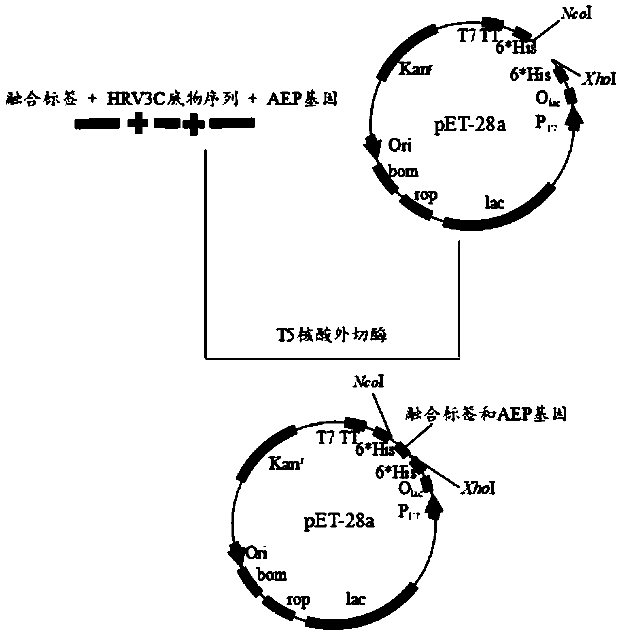 Fusion expression method of AEP cyclase in Escherichia coli, method for identifying cyclization capacity of AEP cyclase and application of APE cyclase