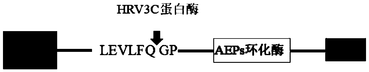 Fusion expression method of AEP cyclase in Escherichia coli, method for identifying cyclization capacity of AEP cyclase and application of APE cyclase