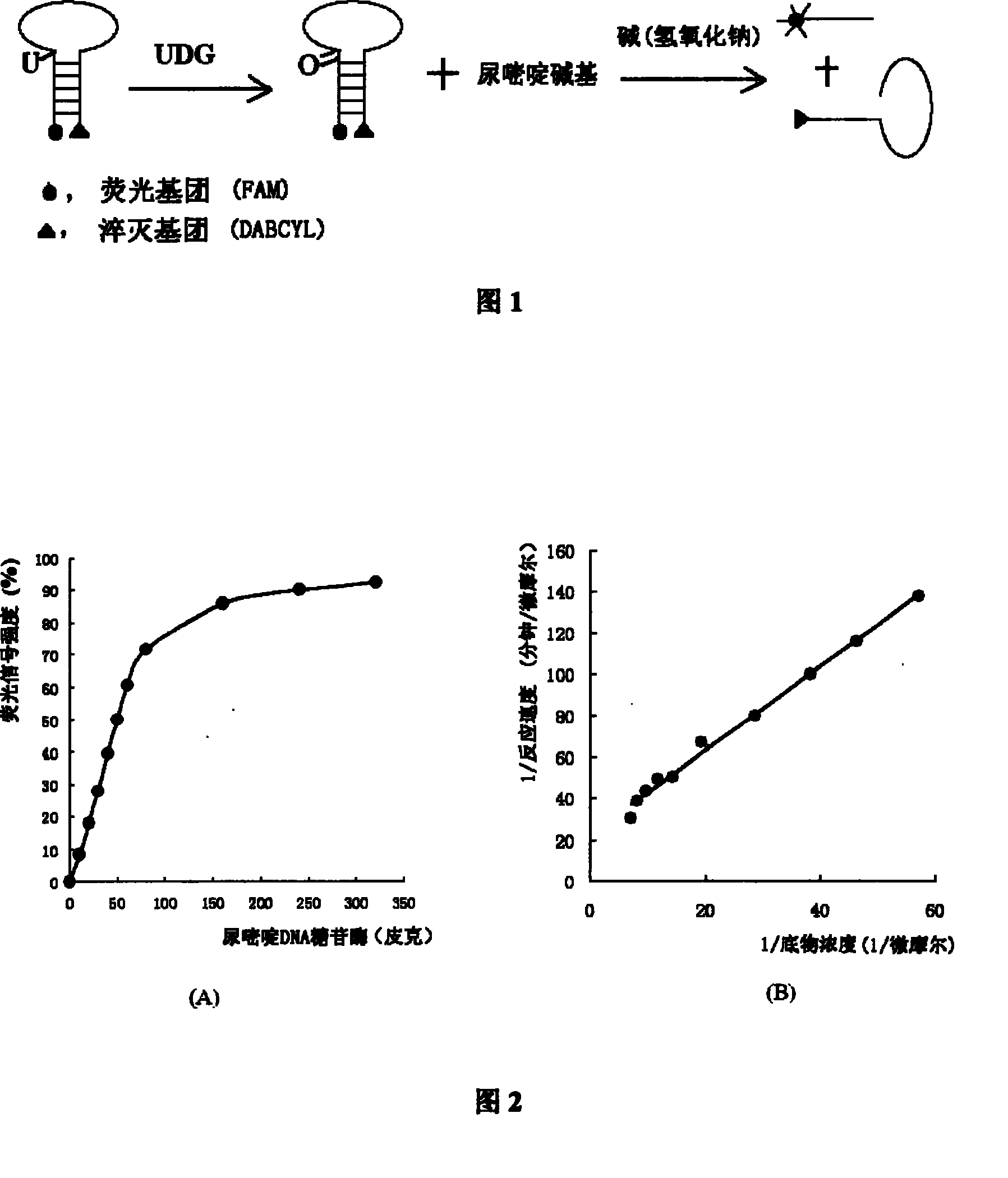 Method for detecting ura DNA glycosidase activity adopting molecular beacon as substrate