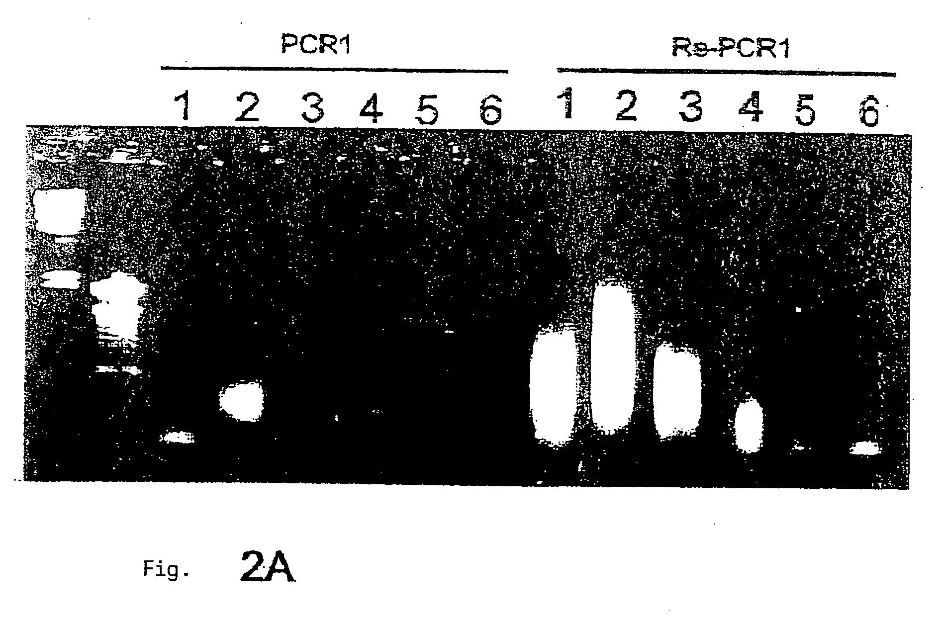 Method for identifying biologically active structures of microbial pathogens