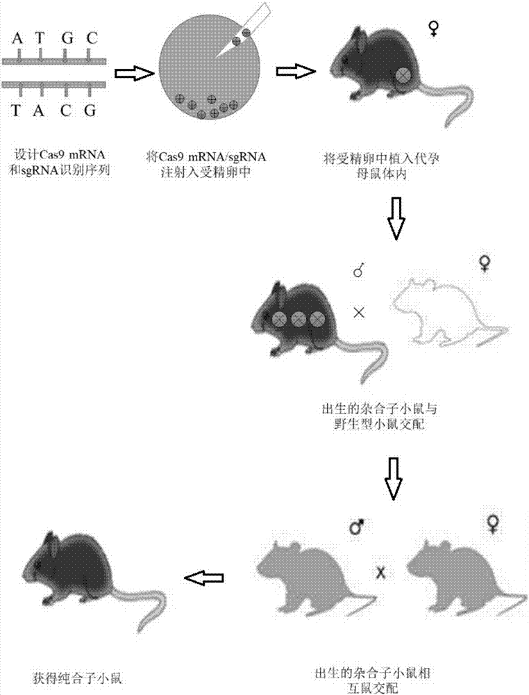 Construction method and application of Ifit3-eKO1 gene knockout mouse animal model