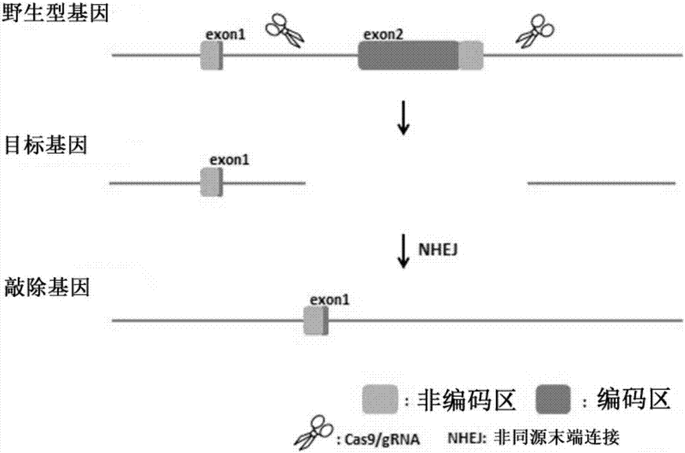 Construction method and application of Ifit3-eKO1 gene knockout mouse animal model