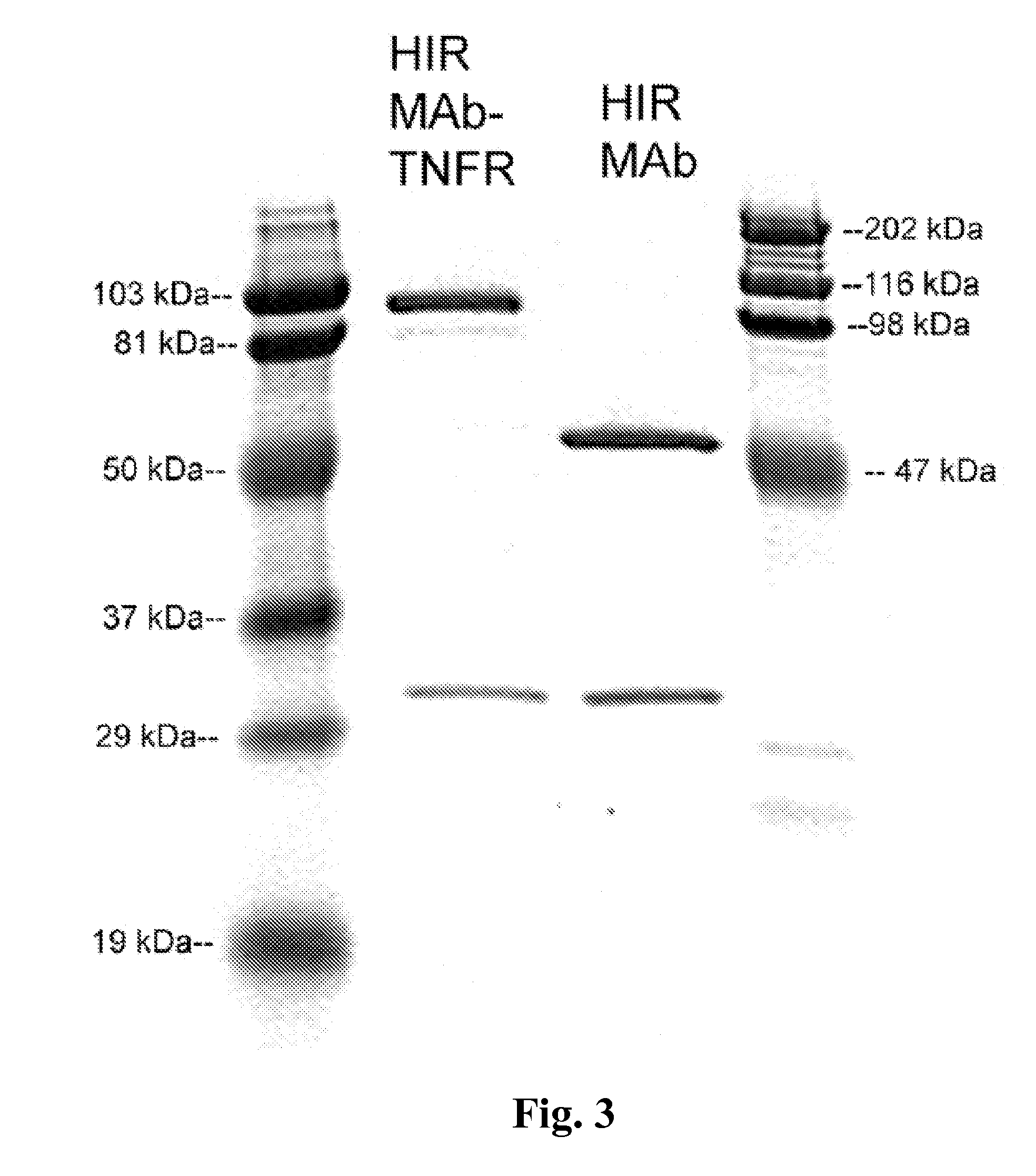 Compositions and methods for blood-brain barrier delivery of IgG-decoy receptor fusion proteins