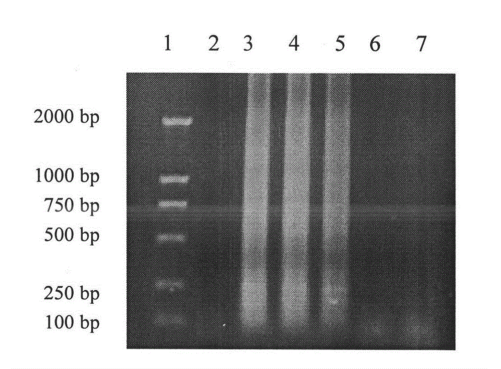 Method for fast detecting trypanosome evansi by utilizing loop-mediated isothermal application technology