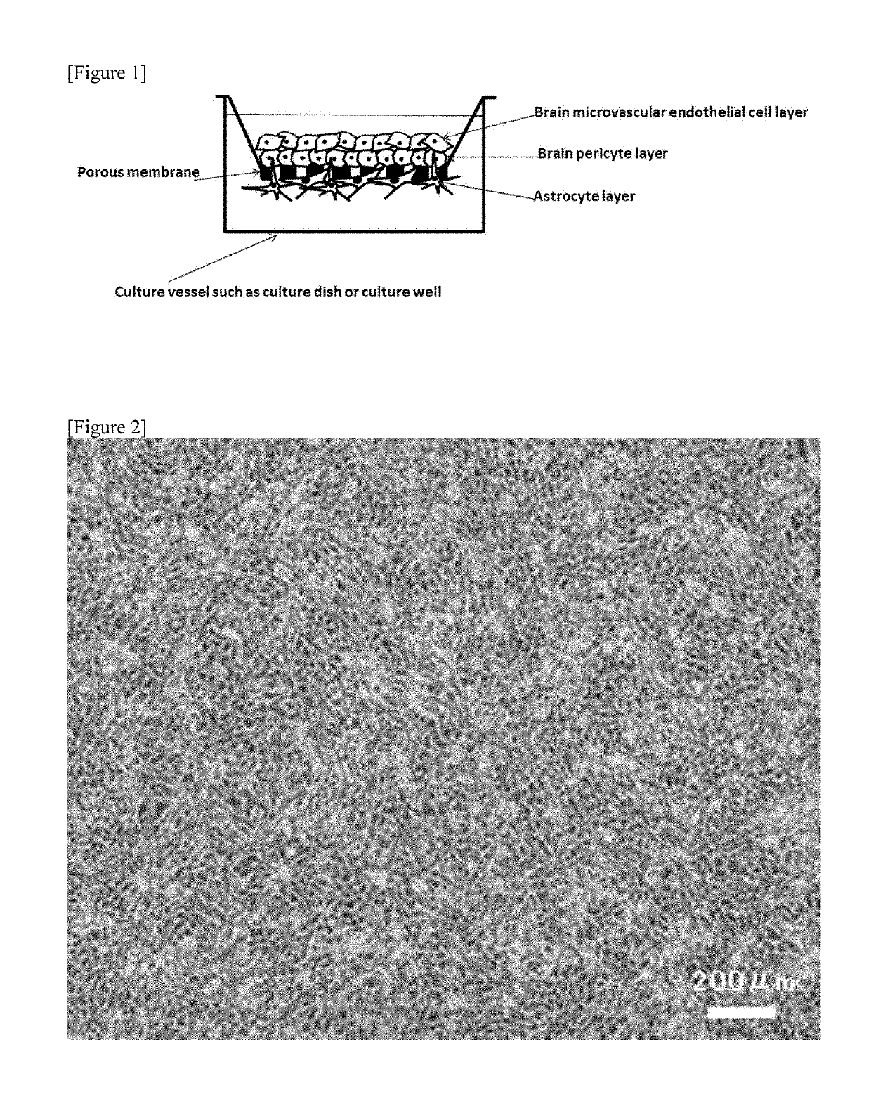 In vitro model for blood-brain barrier and method for producing in vitro model for blood-brain barrier