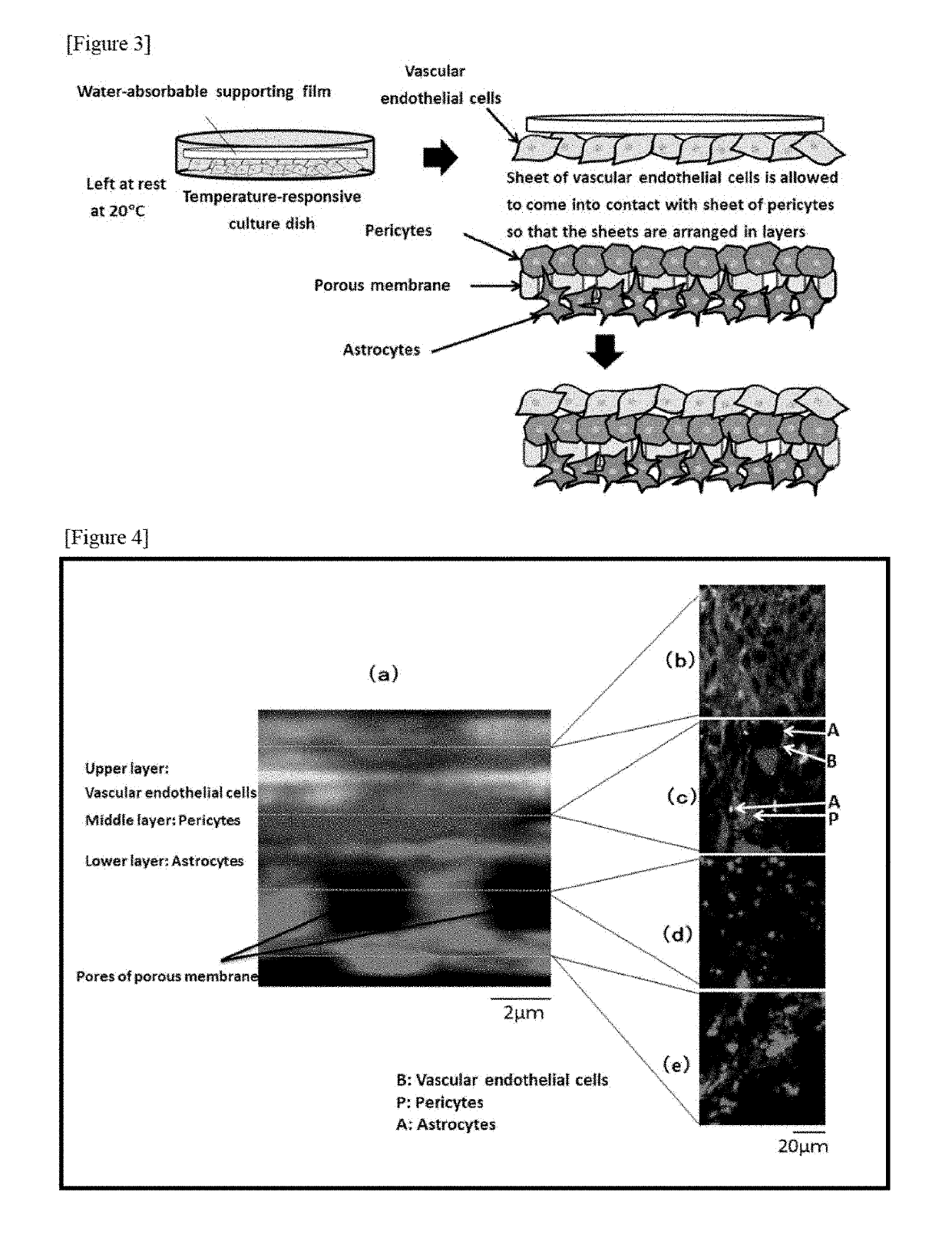 In vitro model for blood-brain barrier and method for producing in vitro model for blood-brain barrier