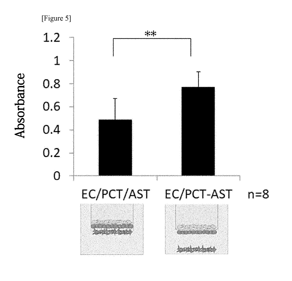 In vitro model for blood-brain barrier and method for producing in vitro model for blood-brain barrier