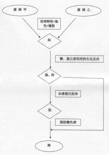 Rapid identification method for homology of bacterial strains