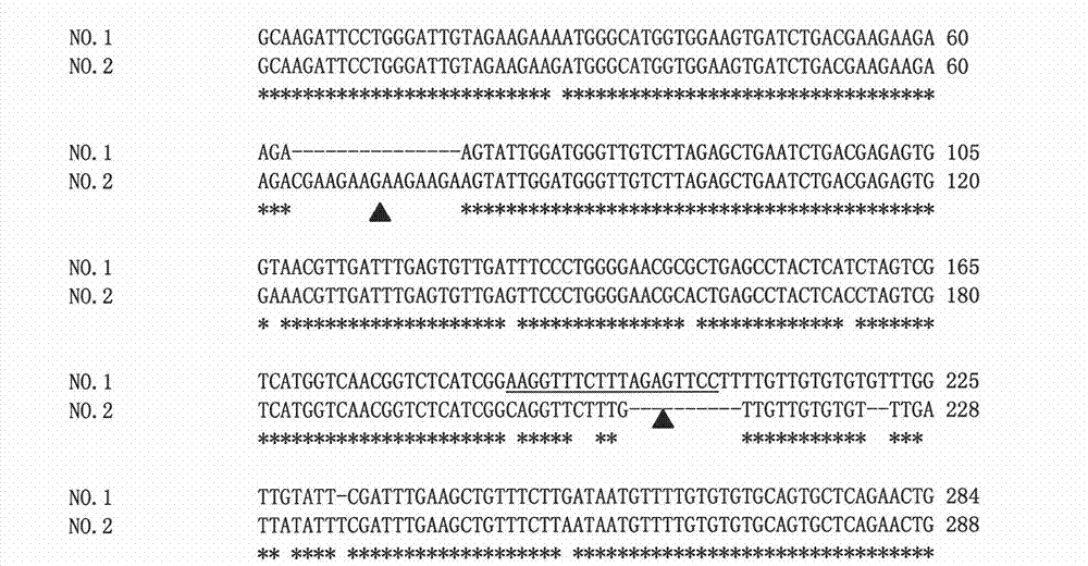 Molecular marker of brassica napus dominant nucleic sterility restoring line and preparation method and application thereof