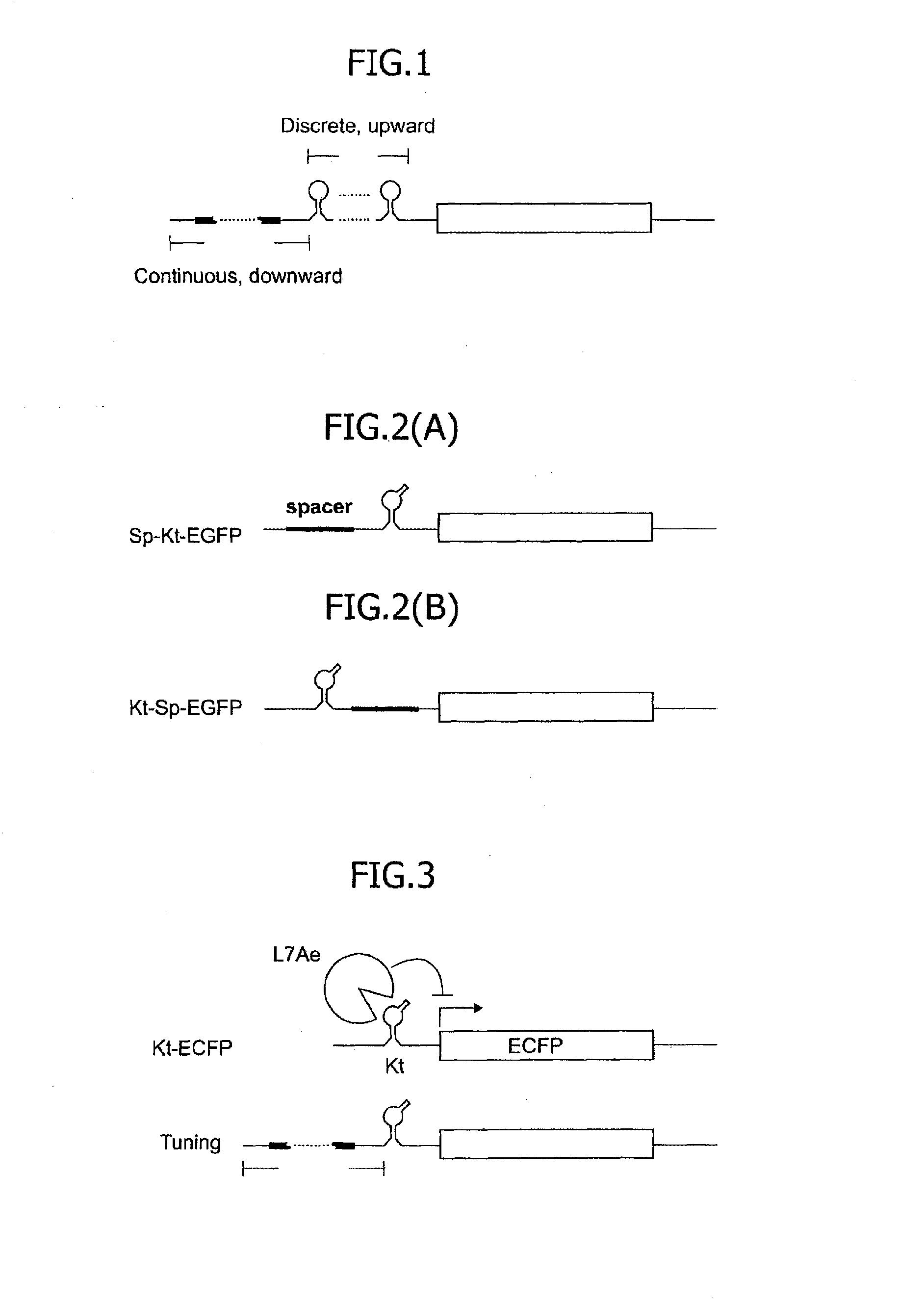 Translational control system using rna-protein interaction motif