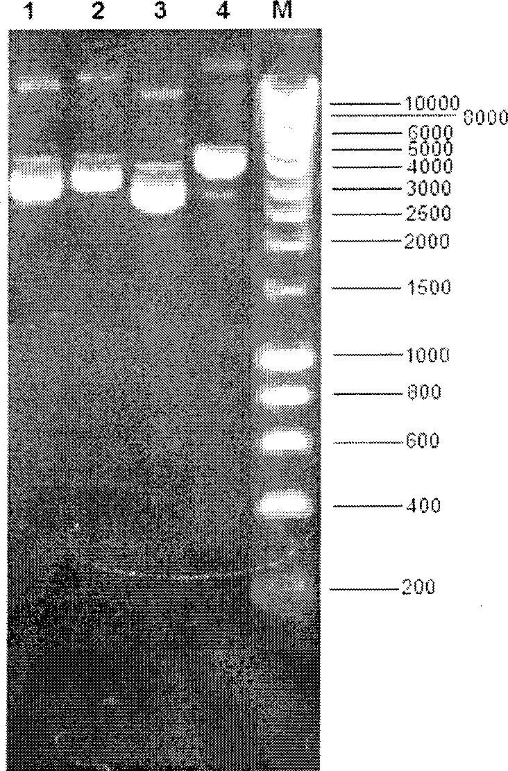 Broad host range plasmid carrying xylose metabolism related gene and construction method thereof