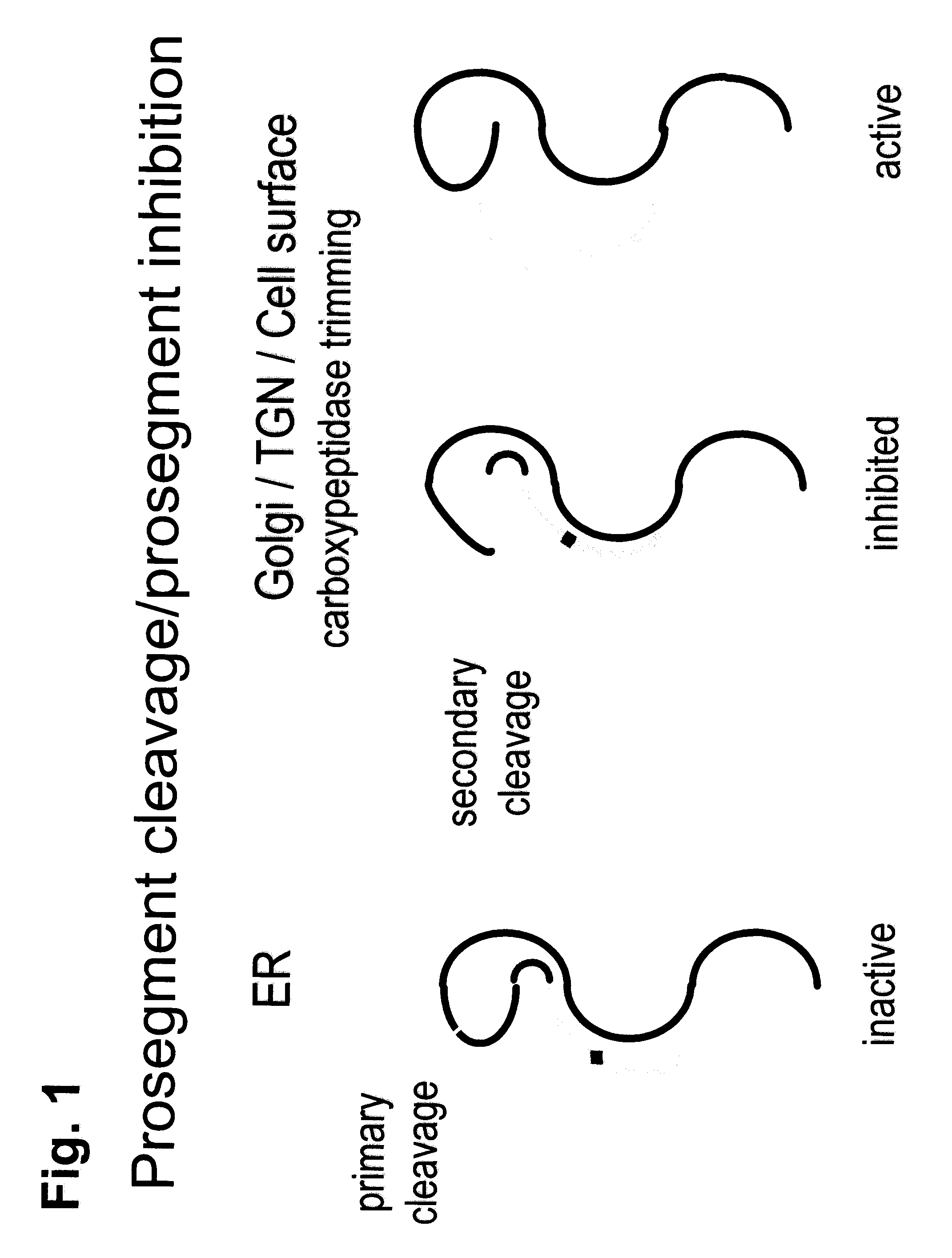 Chimeric PCSK9 proteins, cells comprising same, and assays using same