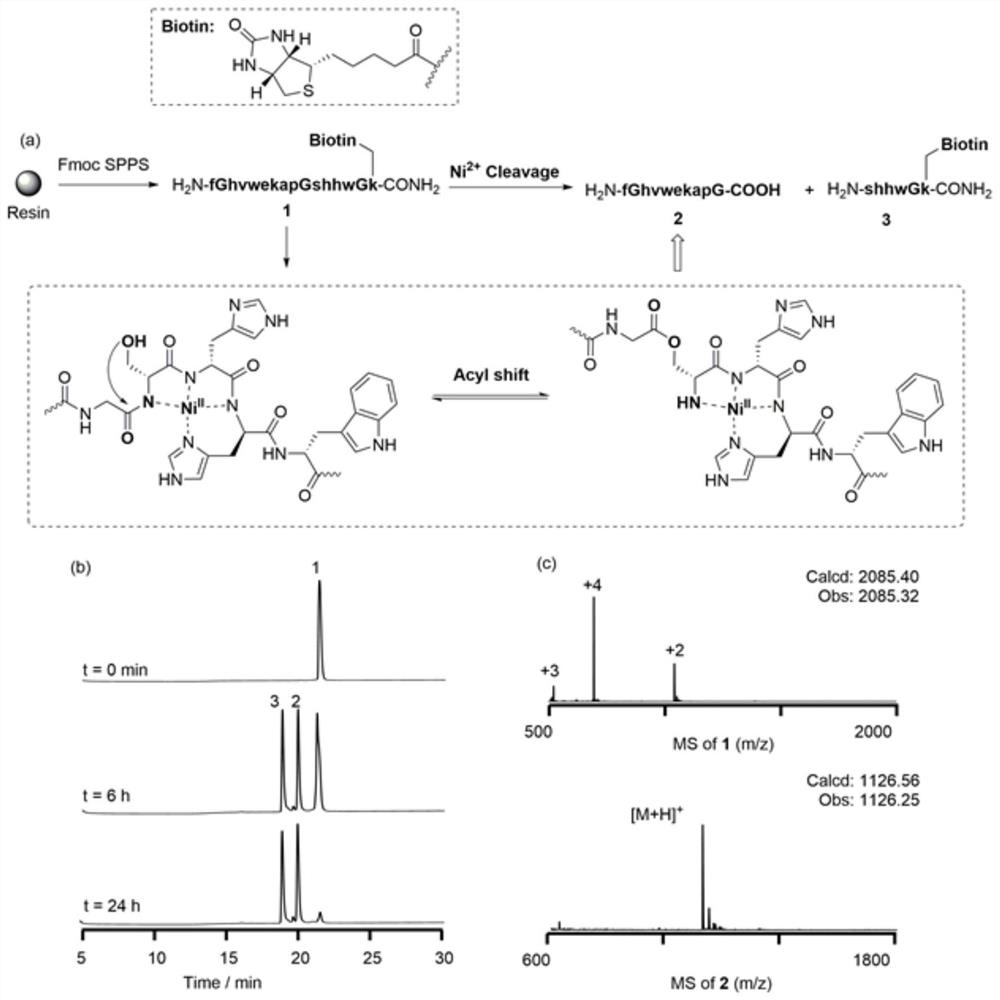 Mirror image protein information storage and coding technology