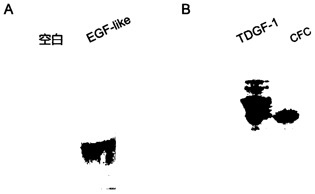 Application of tdgf-1 truncated small molecule polypeptide in anti-hepatic fibrosis