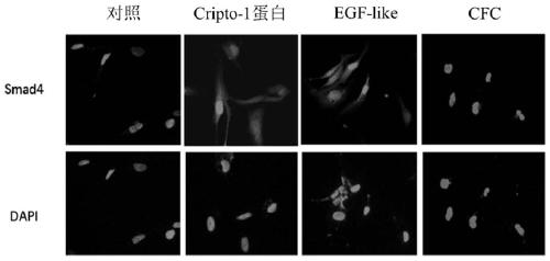 Application of tdgf-1 truncated small molecule polypeptide in anti-hepatic fibrosis